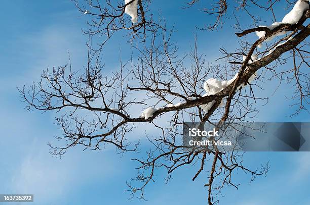 Rivestito Oak Branch In Inverno - Fotografie stock e altre immagini di Albero - Albero, Albero spoglio, Ambientazione esterna