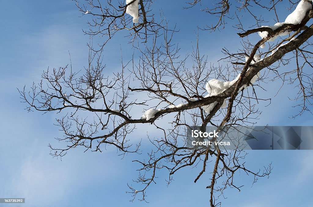 Bezlistne oak oddział w zimie - Zbiór zdjęć royalty-free (Bez ludzi)
