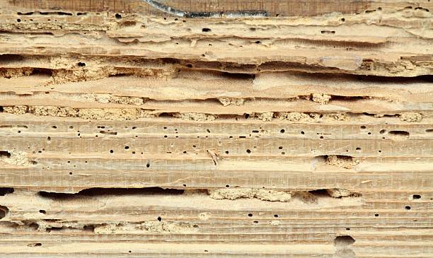 istock Wood damaged by woodworm 163736485