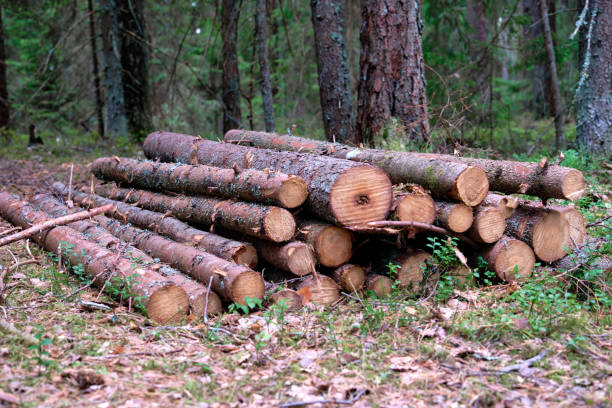 istock Sawn pine trunks lying in the forest on the ground 1637365541