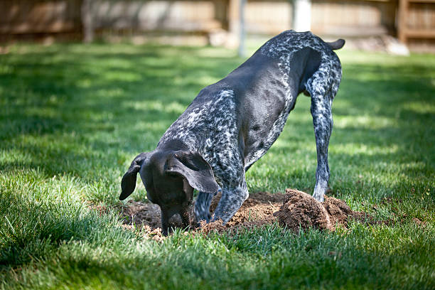 Digging Dog German Shorthaired Pointer digs in yard digging stock pictures, royalty-free photos & images