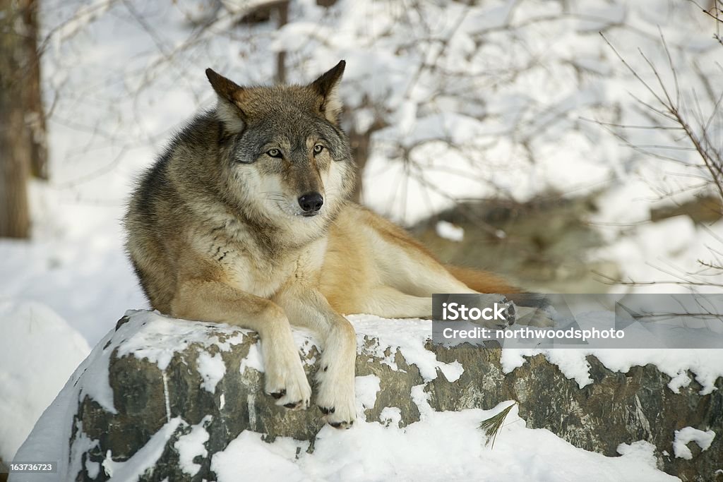 Minnesota Wolf Relaxing in the Sun A Minnesota Gray Wolf relaxes in the hazy sun after the first snowfall of the Winter. Ely - Minnesota Stock Photo