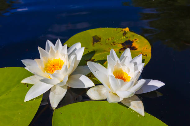 istock closeup white water lilies floating on water 1637370363