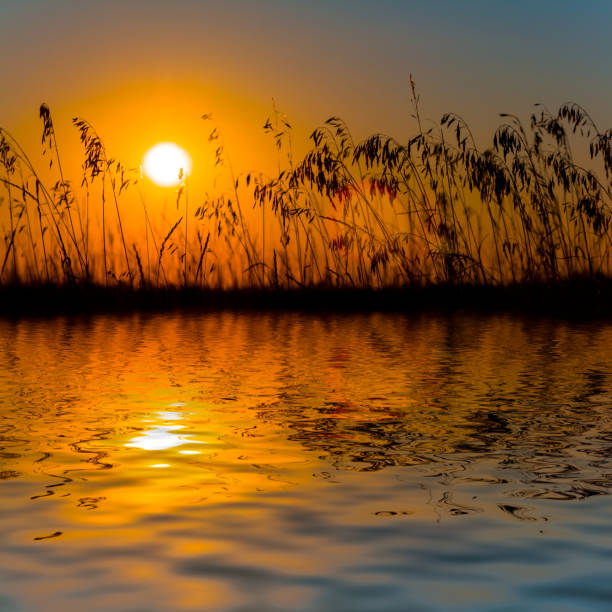 istock dramatic sunset over the lake with grass silhouette on coast 1637373758