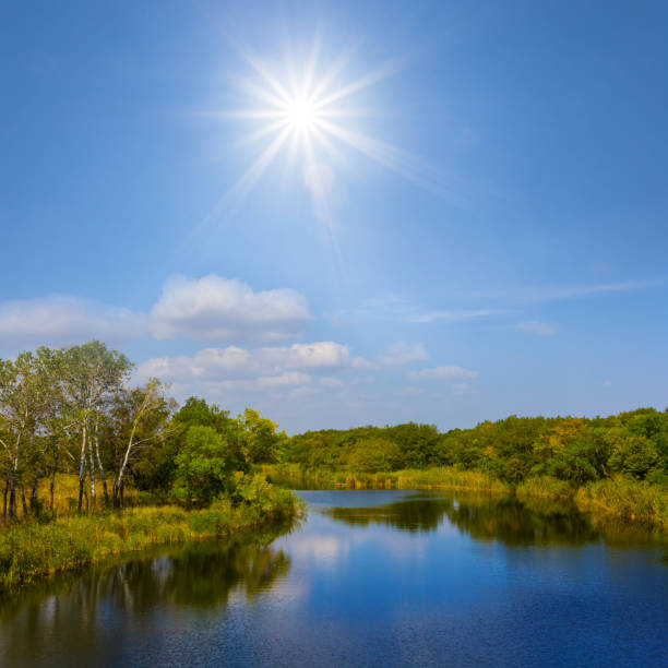 calm river with forest on coast at the summer sunny day