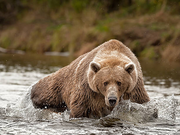 On the Hunt stock photo