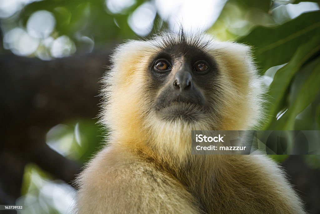 Singe Blace face, Gris langur salon - Photo de Animaux à l'état sauvage libre de droits