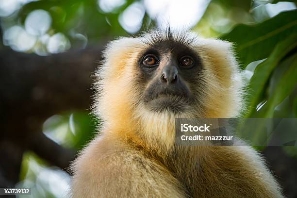 Blace Face Macaco Langur Cinzento Sentado - Fotografias de stock e mais imagens de Animal - Animal, Animal selvagem, Cabelo Grisalho