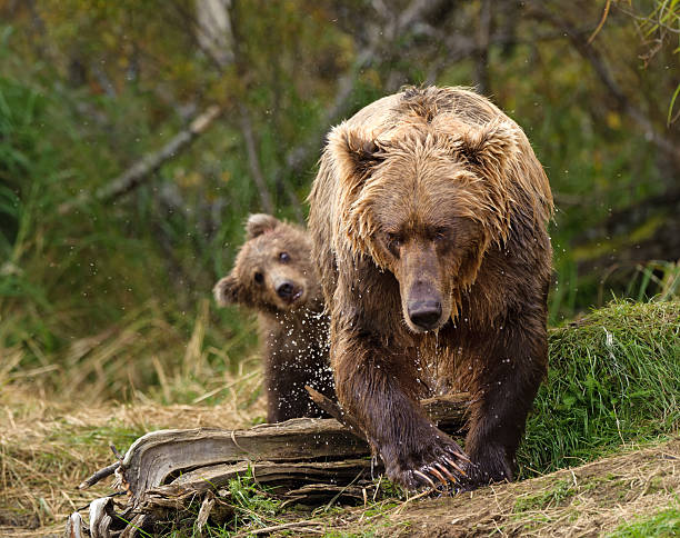 Wait For Me, Mom stock photo