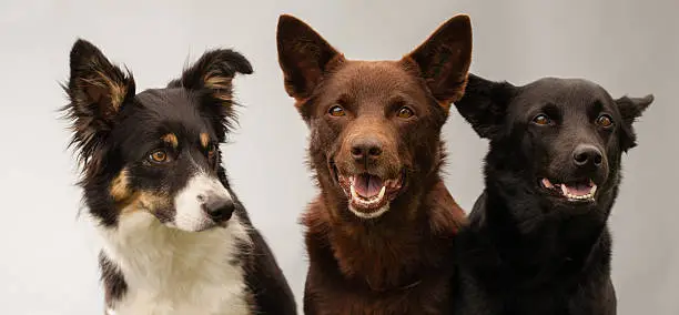 three dogs sitting together in studio