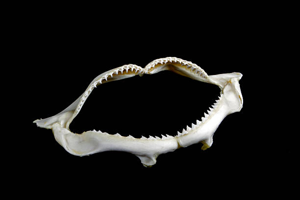istock Lower jaw of a shark on black background 163739325