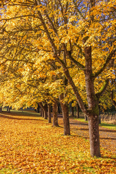 istock Tree avenue in a park a sunny autumn day 1637399111