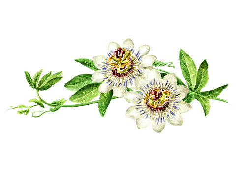 Passiflora  Tropical   climbing plant, Passion flower with  leaves  branch . Hand drawn watercolor illustration isolated on white background