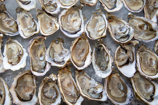 oysters open fresh shellfish flat plate oyster background on crushed ice party table