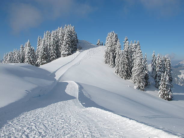Ski slope and snow covered trees, Wispile stock photo