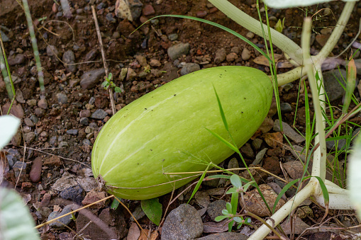 Cultivation of alcayota, cayote or white pumpkin, ready to be harvested. Cucurbita ficifolia.