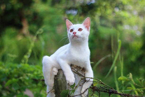 istock white furry adorable cat is looking for prey. 1637419341