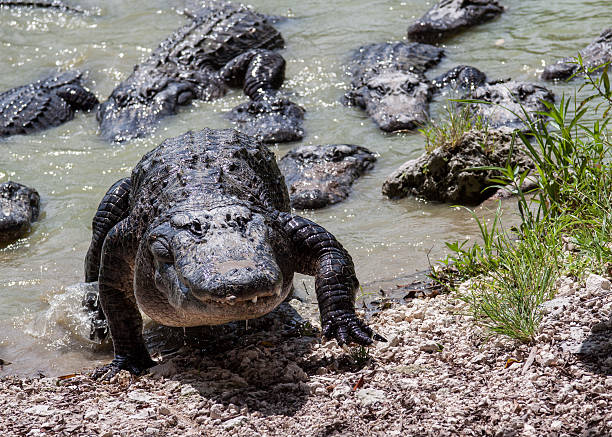 Group of alligators. stock photo