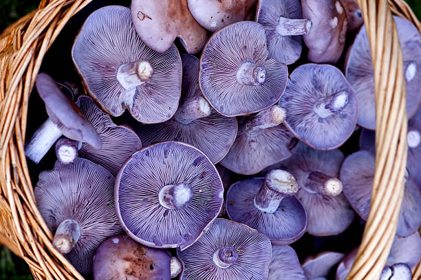 Mushroom Naked Lepista Blewit stock pictures, royalty-free photos & images