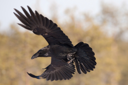 Raven in flight. Bog in winter.