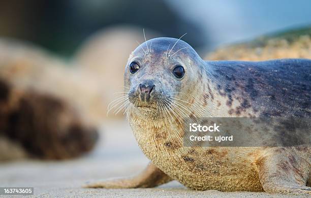 Common Seal Stock Photo - Download Image Now - Harbor Seal, German North  Sea Region, Animal - iStock