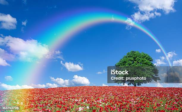 Foto de Campo De Papoilas Vermelhas E Lone Tree e mais fotos de stock de Arco-íris - Arco-íris, Flor Selvagem, Azul