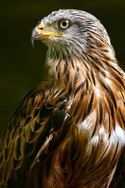 istock Red kite in profile against a shadowy backdrop, its wings outstretched in a majestic pose 1637444167