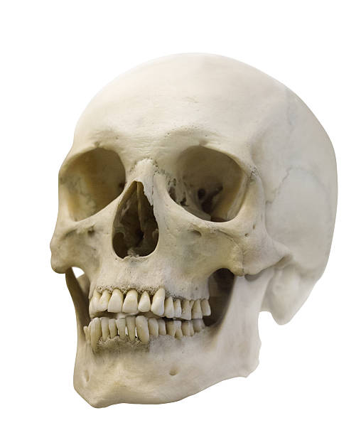 seul crâne isolé sur blanc - crâne humain photos et images de collection
