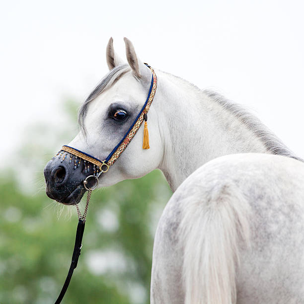 istock White horse portrait 163744744