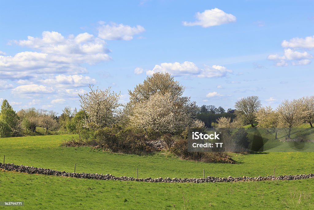 Paesaggio rurale in primavera - Foto stock royalty-free di Agricoltura