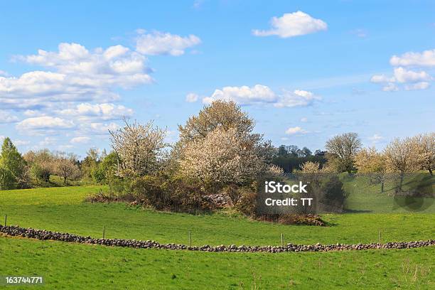 Paesaggio Rurale In Primavera - Fotografie stock e altre immagini di Agricoltura - Agricoltura, Albero, Albero da frutto