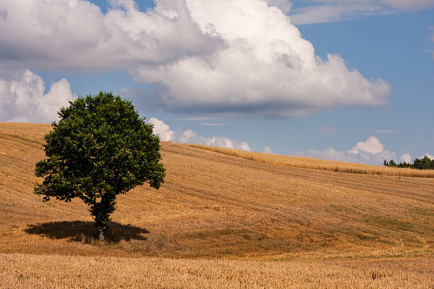 istock Lonely tree on Polish farmlands 163745950