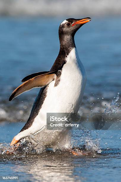 ジェンツーペンギン巨大なスプラッシュ - しぶきを上げるのストックフォトや画像を多数ご用意 - しぶきを上げる, ジェンツーペンギン, フォークランド諸島