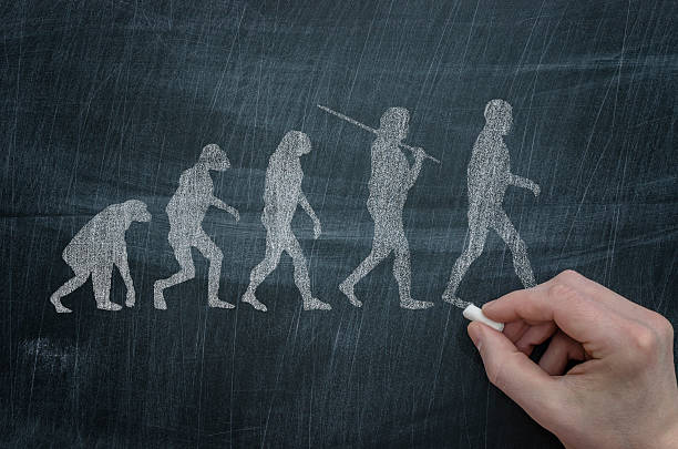 Evolution Concept about the modern life great ape photos stock pictures, royalty-free photos & images
