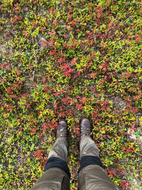 frau wandert in lappland, finnland während der bunten herbstsaison - saana stock-fotos und bilder