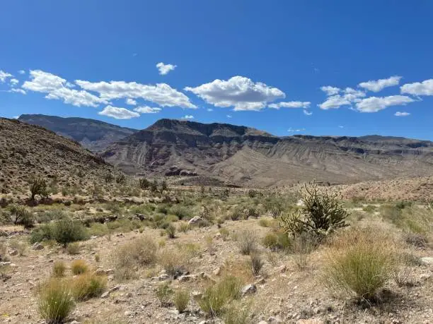 Peaceful desert scene in Joshua Tree, California