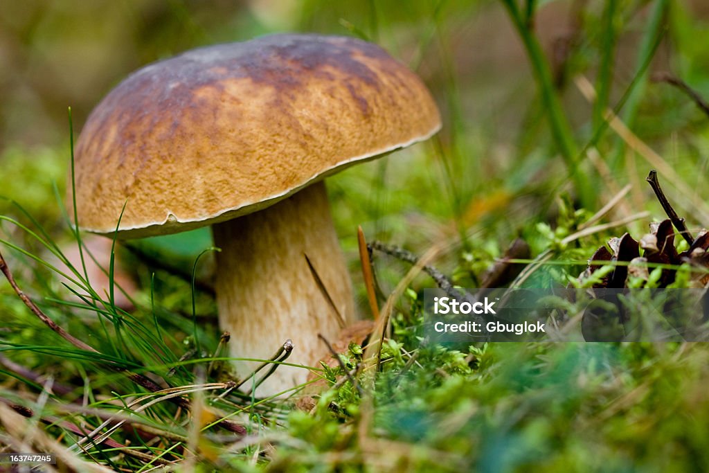 Champignon dans l'herbe - Photo de Aliment libre de droits