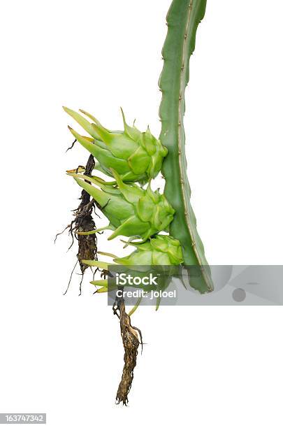 Raw Frutto Del Drago - Fotografie stock e altre immagini di Agricoltura - Agricoltura, Albero, Cibo