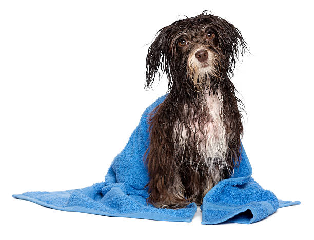 istock Wet black and white havanese dog after bath in blue towel 163747503