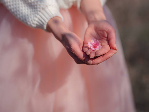 A beautiful young woman near a blooming spring cherry blossom tree. The idea and concept of renewal, self-care, health and happiness, close-up hands