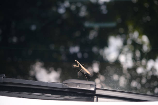 istock Grasshopper on the car window. Insect concept 1637485447