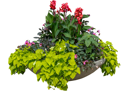 Flower bed with different flowers isolated on white background. Red Cannes flower, green leaves, dahlias. Garden in summer and autumn. Cutout flowerbed. Nature in the city.
