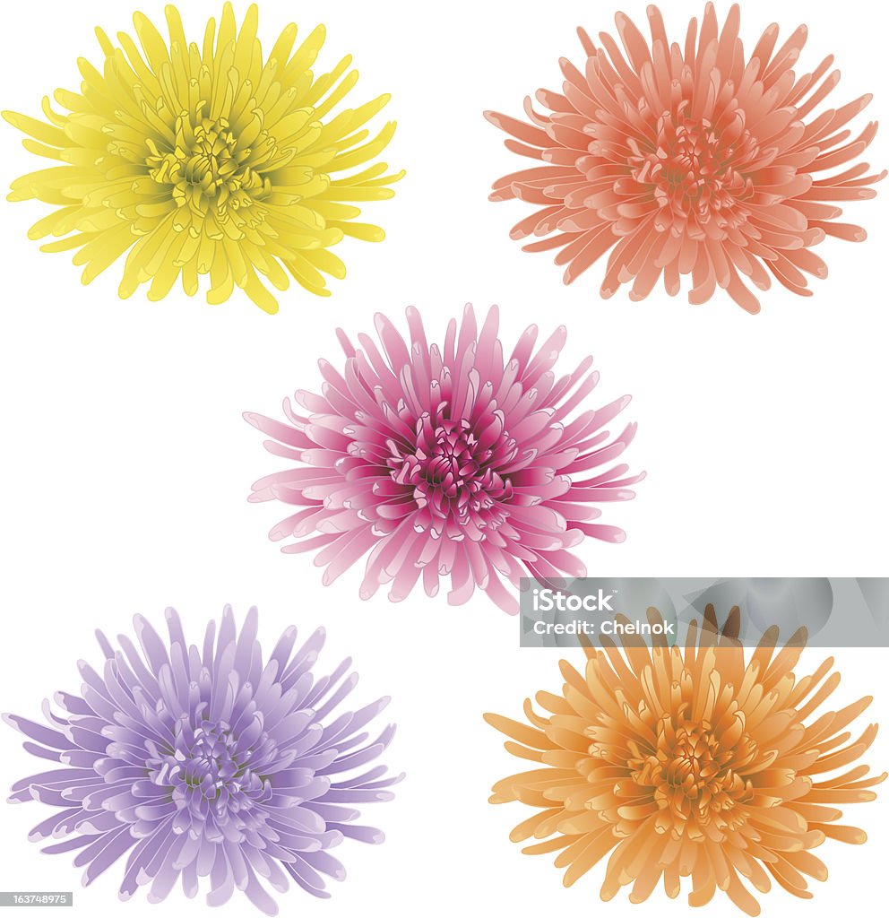 Vector chrysanthemum flower. - Векторная графика Астра роялти-фри