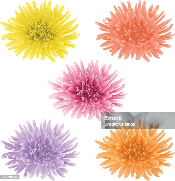 Vector Chrysanthemum Flower — стоковая векторная графика и другие изображения на тему Астра - Астра, Астровые, Без людей