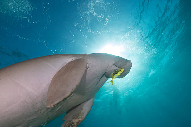 istock Dugong  or seacow in the Red Sea 163749393