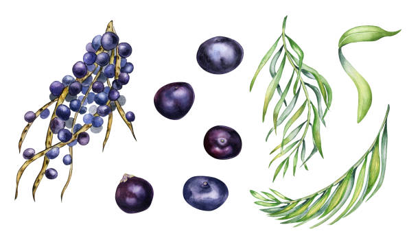 ilustrações, clipart, desenhos animados e ícones de conjunto de cacho de açaí, folhas de palmeira ilustração em aquarela isolada no branco. exóticas amazonas pequenas bagas roxas, frutas tropicais desenhadas à mão. elemento de design para embalagem, embalagem, etiqueta - amazon com illustrations