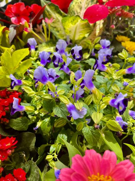 istock Beauty of nature 1637499445