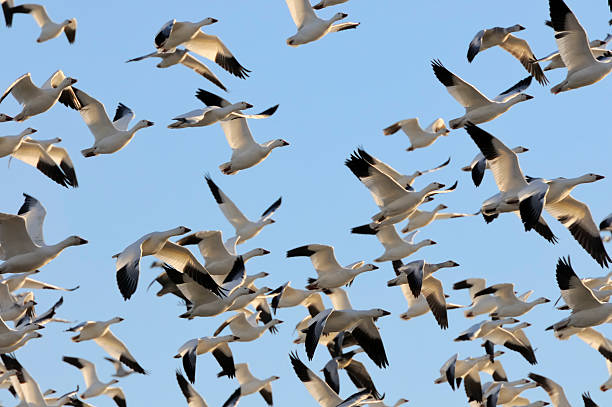 istock Snow Geese Flying in Blue Sky 163750441
