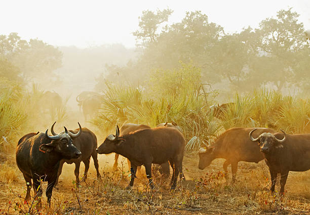 istock Herd of Cape buffalo raising dust at daybreak 163750474