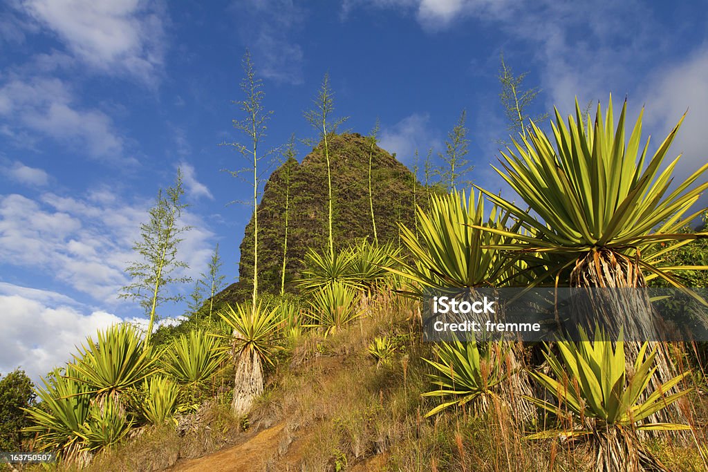 Vegetazione tropicale - Foto stock royalty-free di Albero